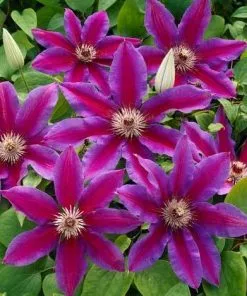 Brighter Blooms Fireworks Clematis Vine