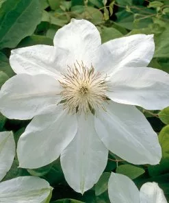 Brighter Blooms Henryi Clematis Vine 5 Brighter Blooms Henryi Clematis Vine