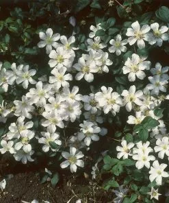 Brighter Blooms Henryi Clematis Vine