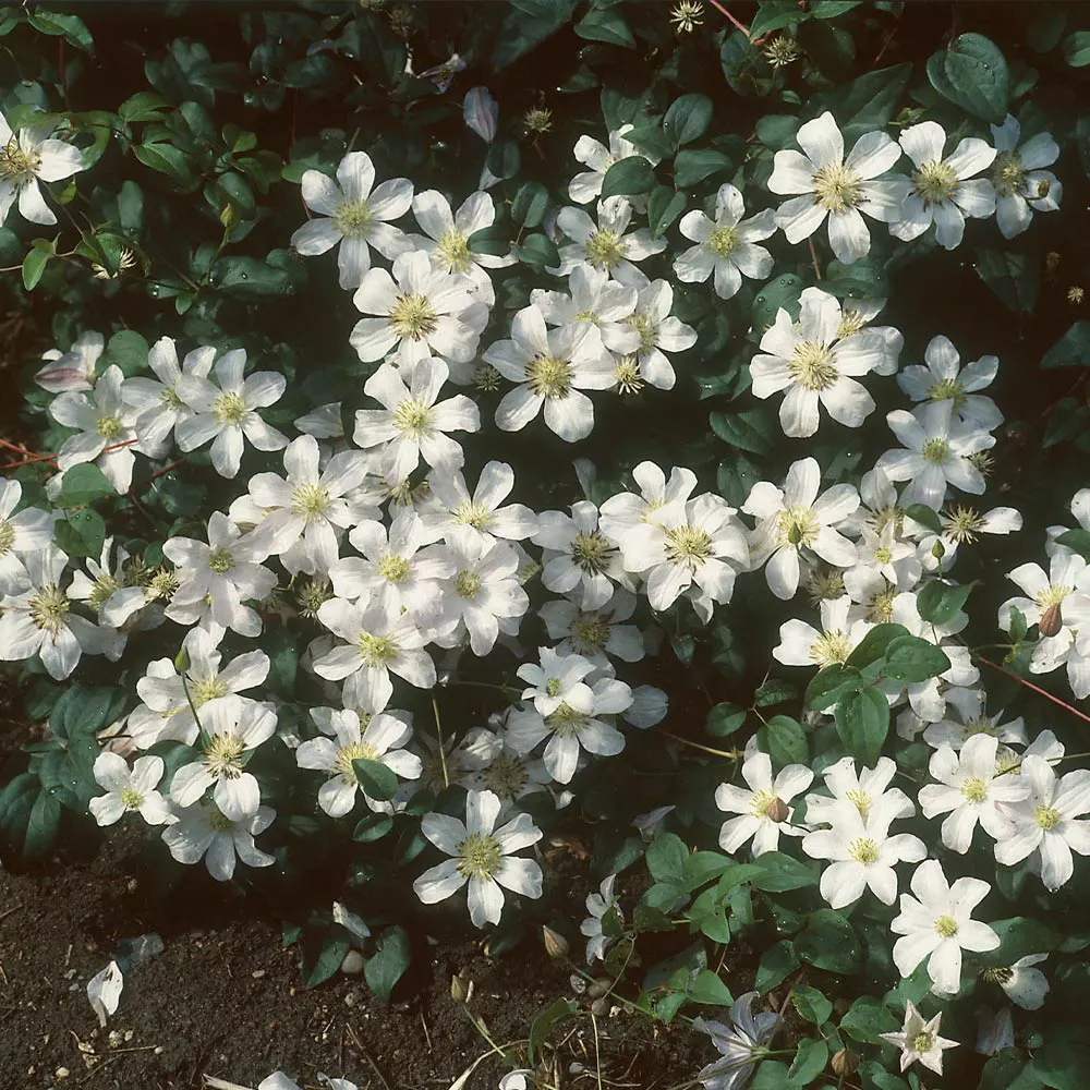 Brighter Blooms Henryi Clematis Vine 2 Brighter Blooms Henryi Clematis Vine