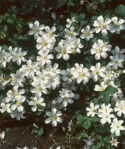 Brighter Blooms Henryi Clematis Vine
