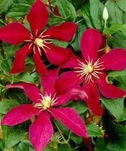 Brighter Blooms Niobe Clematis Vine