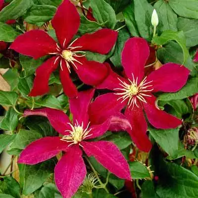 Brighter Blooms Niobe Clematis Vine 2 Brighter Blooms Niobe Clematis Vine