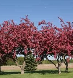Brighter Blooms Flowering Trees Profusion Crabapple Tree 7 Brighter Blooms Flowering Trees Profusion Crabapple Tree