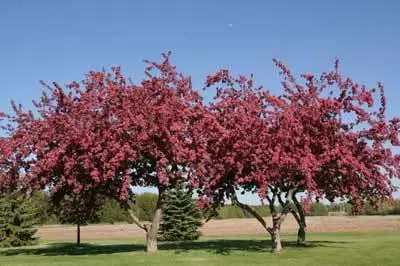 Brighter Blooms Flowering Trees Profusion Crabapple Tree 3 Brighter Blooms Flowering Trees Profusion Crabapple Tree