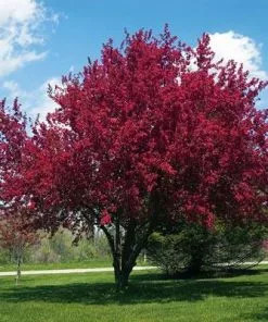 Brighter Blooms Flowering Trees Profusion Crabapple Tree