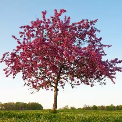 Brighter Blooms Flowering Trees Profusion Crabapple Tree 4 Brighter Blooms Flowering Trees Profusion Crabapple Tree