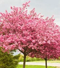 Brighter Blooms Flowering Trees Robinson Crabapple Tree