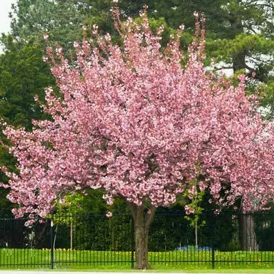 Brighter Blooms Flowering Trees Robinson Crabapple Tree 3 Brighter Blooms Flowering Trees Robinson Crabapple Tree