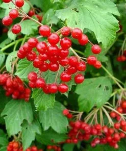 Brighter Blooms Cranberry Bushes American Cranberry Bush