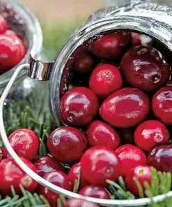 Brighter Blooms Cranberry Bushes Stevens Cranberry Bush 5 Brighter Blooms Cranberry Bushes Stevens Cranberry Bush