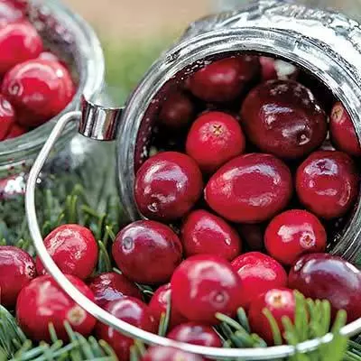 Brighter Blooms Cranberry Bushes Stevens Cranberry Bush 3 Brighter Blooms Cranberry Bushes Stevens Cranberry Bush