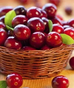 Brighter Blooms Cranberry Bushes Stevens Cranberry Bush