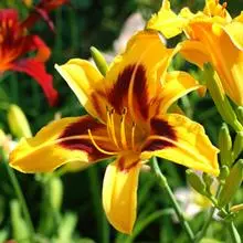 Brighter Blooms Blackeyed Stella Daylily