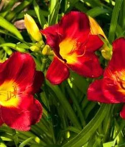 Brighter Blooms Perennials Pardon Me Daylily 6 Brighter Blooms Perennials Pardon Me Daylily