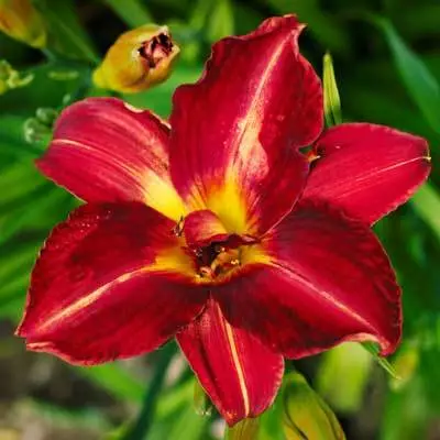 Brighter Blooms Perennials Pardon Me Daylily 4 Brighter Blooms Perennials Pardon Me Daylily