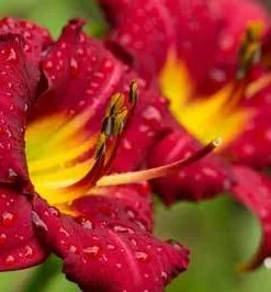 Brighter Blooms Perennials Pardon Me Daylily