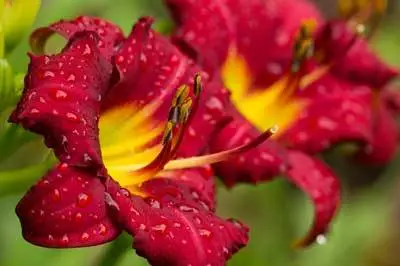 Brighter Blooms Perennials Pardon Me Daylily 2 Brighter Blooms Perennials Pardon Me Daylily