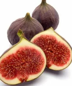 Brighter Blooms Texas Everbearing Fig Tree Fruit Trees