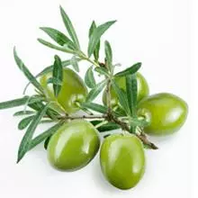 Brighter Blooms Fruit Trees Italian Olive Tree