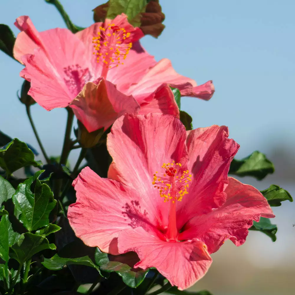 Brighter Blooms First Lady™ Hollywood Hibiscus 2 Brighter Blooms First Lady™ Hollywood Hibiscus