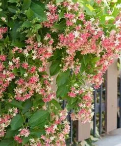 Brighter Blooms Scarlet Honeysuckle Vine