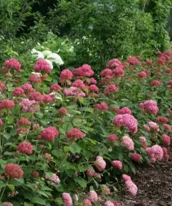 Brighter Blooms Invincibelle Spirit Hydrangea Shrub Shrubs & Hedges 8 Brighter Blooms Invincibelle Spirit Hydrangea Shrub Shrubs & Hedges