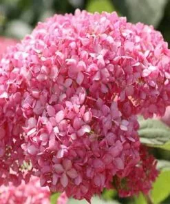 Brighter Blooms Invincibelle Spirit Hydrangea Shrub Shrubs & Hedges 9 Brighter Blooms Invincibelle Spirit Hydrangea Shrub Shrubs & Hedges