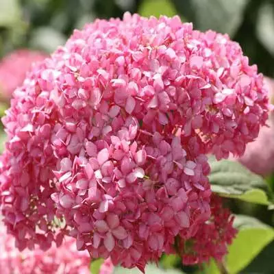 Brighter Blooms Invincibelle Spirit Hydrangea Shrub Shrubs & Hedges 5 Brighter Blooms Invincibelle Spirit Hydrangea Shrub Shrubs & Hedges