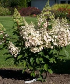 Brighter Blooms Shrubs & Hedges Candelabra™ Hydrangea Shrub