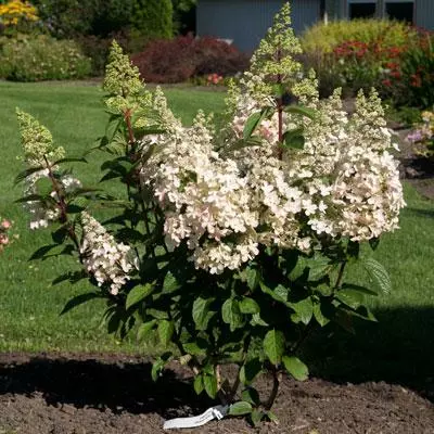 NO WARRANTY Candelabra™ Hydrangea Shrub 3 NO WARRANTY Candelabra™ Hydrangea Shrub