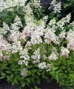 Brighter Blooms Shrubs & Hedges Candelabra™ Hydrangea Shrub