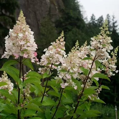 NO WARRANTY Candelabra™ Hydrangea Shrub 5 NO WARRANTY Candelabra™ Hydrangea Shrub