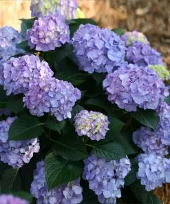NO WARRANTY Let's Dance Blue Jangles Hydrangea Shrub