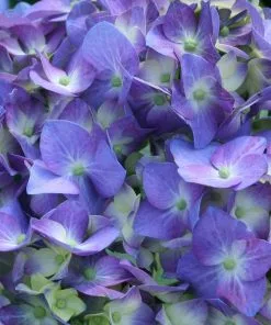 Brighter Blooms Let's Dance® Blue Jangles Hydrangea Shrub Shrubs & Hedges