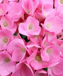 NO WARRANTY Let's Dance Blue Jangles Hydrangea Shrub 8 NO WARRANTY Let's Dance Blue Jangles Hydrangea Shrub