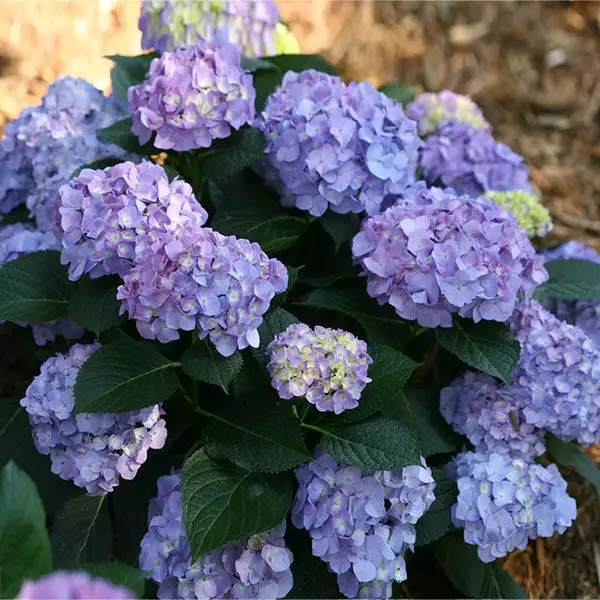 NO WARRANTY Let's Dance Blue Jangles Hydrangea Shrub 1 NO WARRANTY Let's Dance Blue Jangles Hydrangea Shrub