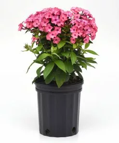 Brighter Blooms Super Ka-Pow™ Coral Phlox Perennials 5 Brighter Blooms Super Ka-Pow™ Coral Phlox Perennials