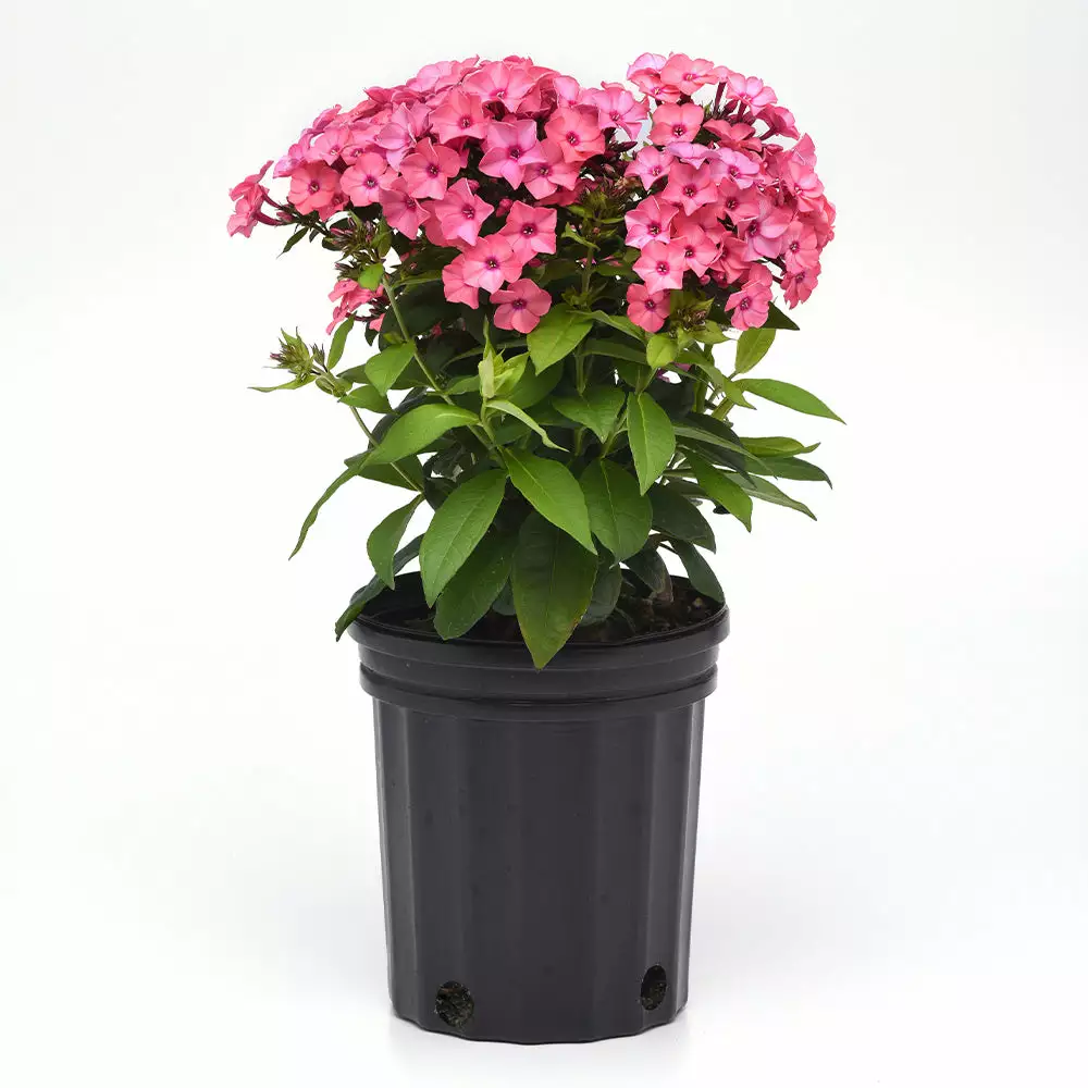 Brighter Blooms Super Ka-Pow™ Coral Phlox Perennials 3 Brighter Blooms Super Ka-Pow™ Coral Phlox Perennials