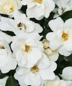Brighter Blooms White Knock Out® Rose Shrubs & Hedges
