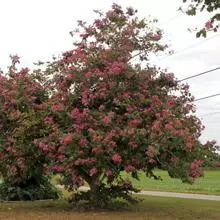 Brighter Blooms Flowering Trees Hong Kong Orchid Tree