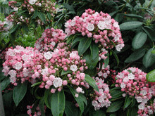 Brighter Blooms Shrubs & Hedges Olympic Fire Mountain Laurel Shrub