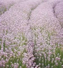 Brighter Blooms Ellagance Pink Lavender Plant