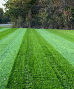 Brighter Blooms Erosion Control Plants Lesco Double Eagle Ryegrass Seed 6 Brighter Blooms Erosion Control Plants Lesco Double Eagle Ryegrass Seed