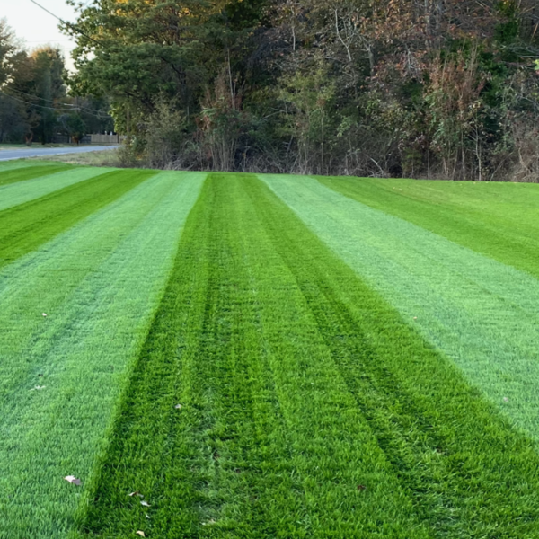 Brighter Blooms Erosion Control Plants Lesco Double Eagle Ryegrass Seed 3 Brighter Blooms Erosion Control Plants Lesco Double Eagle Ryegrass Seed