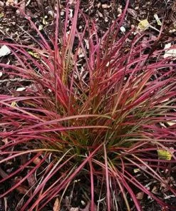 Brighter Blooms Little Miss Grass