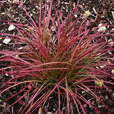 Brighter Blooms Little Miss Grass 2 Brighter Blooms Little Miss Grass