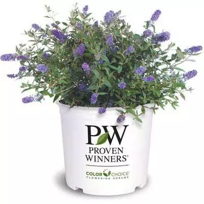 Brighter Blooms Lo And Behold Bluechip Butterfly Bush SHOP ALL 4 Brighter Blooms Lo And Behold Bluechip Butterfly Bush SHOP ALL