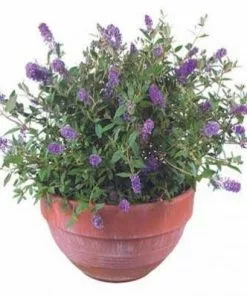 Brighter Blooms Lo And Behold Bluechip Butterfly Bush SHOP ALL 8 Brighter Blooms Lo And Behold Bluechip Butterfly Bush SHOP ALL