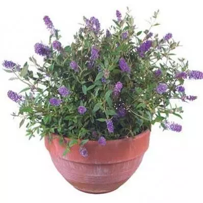 Brighter Blooms Lo And Behold Bluechip Butterfly Bush SHOP ALL 3 Brighter Blooms Lo And Behold Bluechip Butterfly Bush SHOP ALL